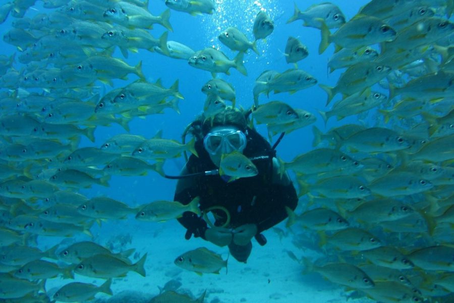 Diving courses