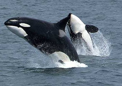 Whale and Dolphin Tours