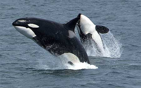 Whale and Dolphin Tours